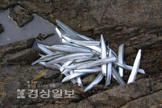 [이성규의 낚시천하]방파제·갯바위마다 20~30㎝급 학꽁치 쿨러 가득 채워