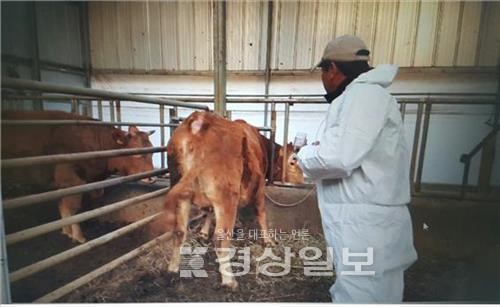 울산 울주군, AI·구제역 끝장 방역 추진
