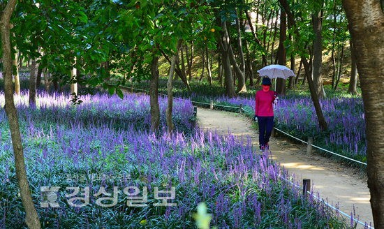 [사진/영상]맥문동 만개한 삼호철새공원 산책로