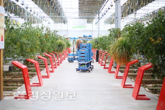 [농업도 4차산업혁명시대, 울산도 ICT 스마트팜 활성화]수십종의 토마토 환경 제어 통해 건강하고 안전하게 생산