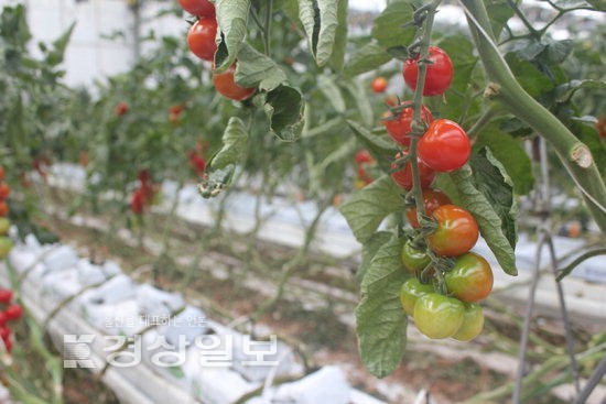 [농업도 4차산업혁명시대, 울산도 ICT 스마트팜 활성화]수십종의 토마토 환경 제어 통해 건강하고 안전하게 생산