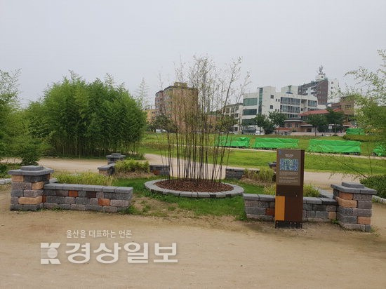 강릉 오죽헌의 오죽 태화강 지방정원에 식재