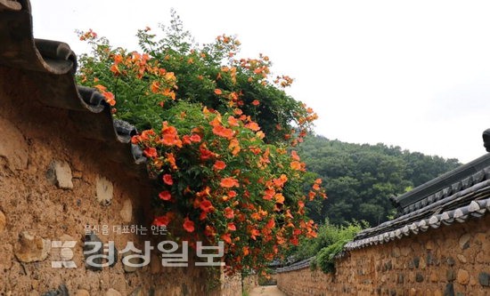 [이재명의 계절한담(閑談)(108)]능소화 연가