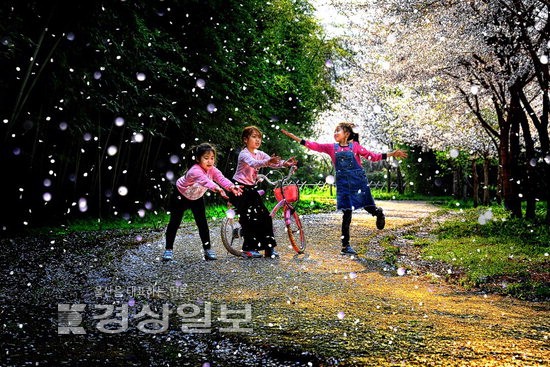 경상사진갤러리(끝)- 꽃비 내리는 날