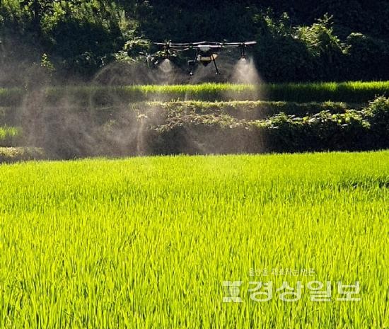 부산 기장군, 드론 활용 벼 병해충 항공방제 추진