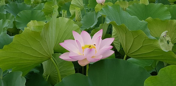 관음포연꽃마을협동조합, 식품가공공장 준공 기념 할인 이벤트 진행