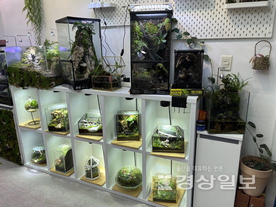 [차이나는 울산공방 클래스](22) 이끼핀나무(테라리움), 아기자기한 나만의 식물세계