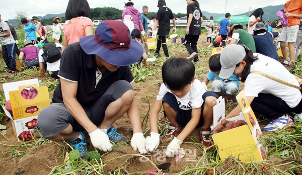고구마 캐고 올갱이 잡는 충주 산척으로 오세요