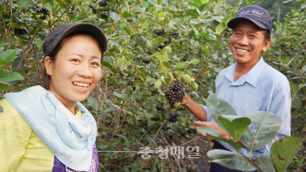 영동 슈퍼푸드 아로니아 막바지 수확 한창