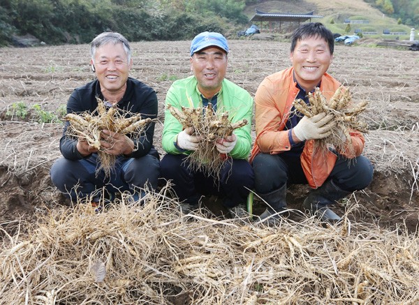 괴산군서 유기농 인삼 수확