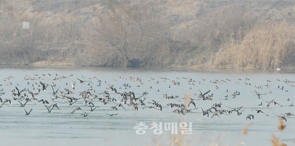 미호천서 월동 중인 오리떼