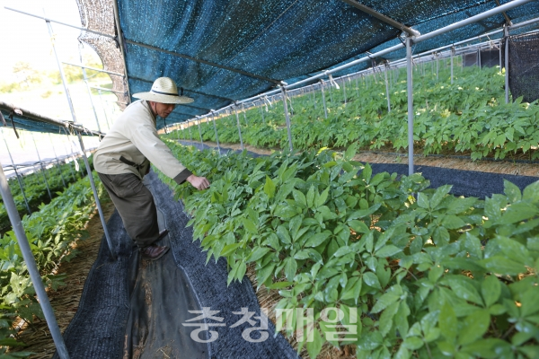홍성군, 유기농 인삼·아로니아 재배 한창