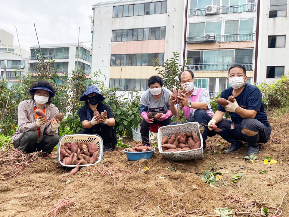 청주시 금천동, 행복텃밭 고구마 수확