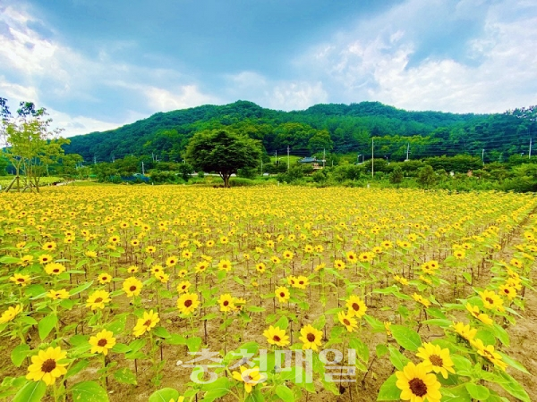 대전 금강생태마당 해바라기 장관