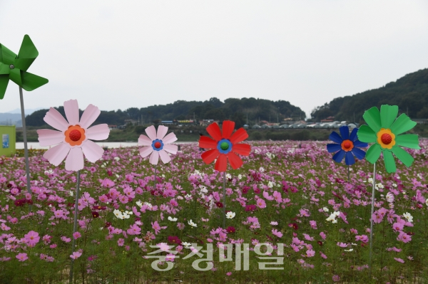 부여 백마강 코스모스 단지 장관... 가을 정취에 흠뻑