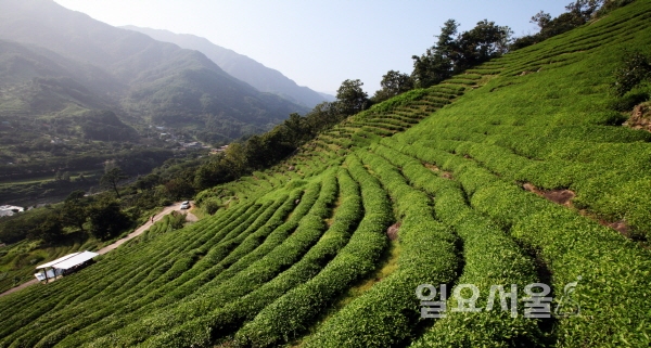 하동군, 하동茶園 名茶 보존관리위원 18명 위촉