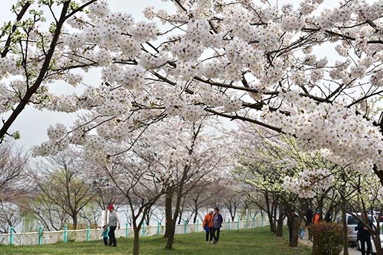 [특별기획] 수원시, 수원의 봄꽃을 구경하다