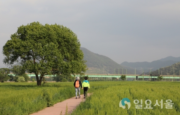함안군, 강나루생태공원 청보리밭 사진 콘테스트