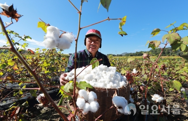 뽀송뽀송한 목화솜 수확해요