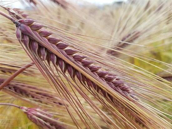 완도군, 치유 기능성 색깔보리 상품 판매 나선다!