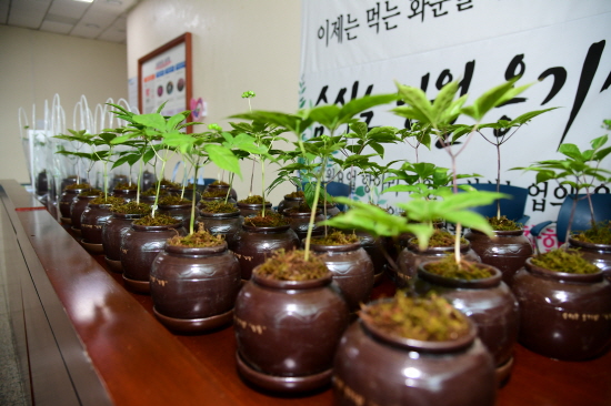 남원 인월요업-산나물협동조합, 숨쉬는 인월 옹기삼출시… 옹기에 산삼 심어 상품화 인기