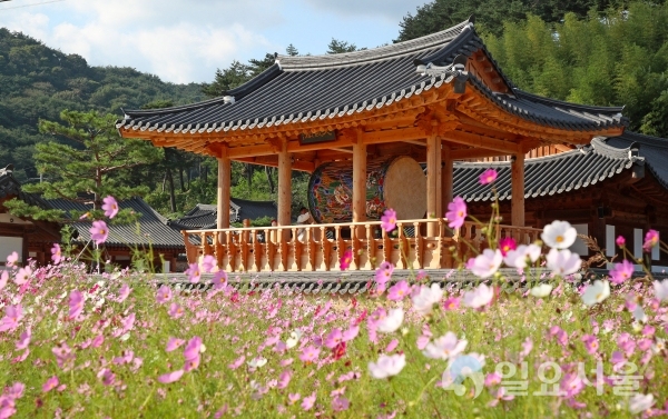 [포토뉴스] 남사예담촌 기산국악당 코스모스 만개