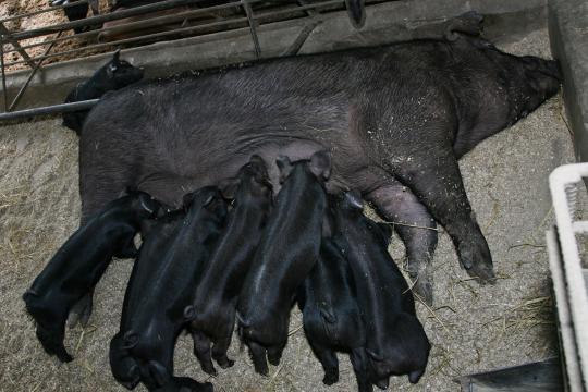 재래돼지 혈통 잇는 ‘우리흑돈’ 탄생