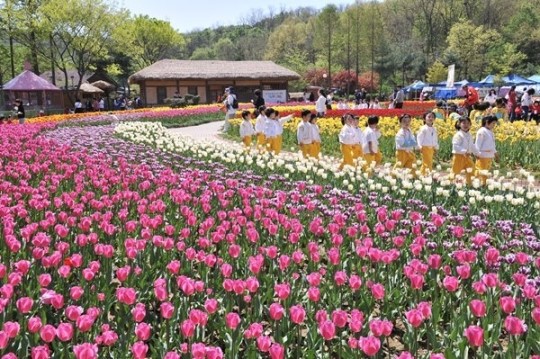 부천으로 꽃 구경오세요…튤립전시회 개최
