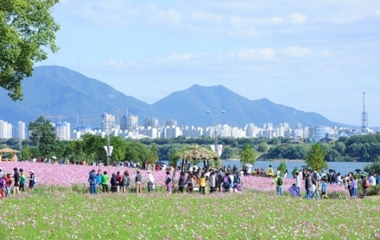 제15회 구리 코스모스 축제