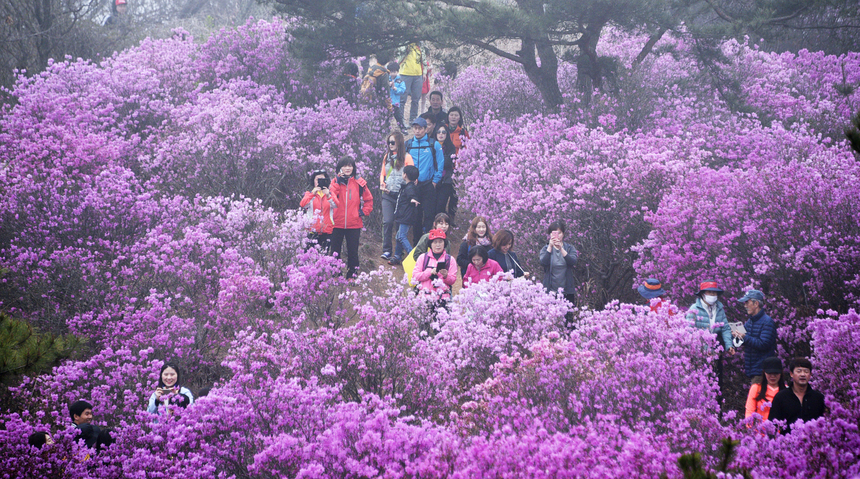 김포 가현산 진달래축제 성황리 마무리...시민 500여명 참석