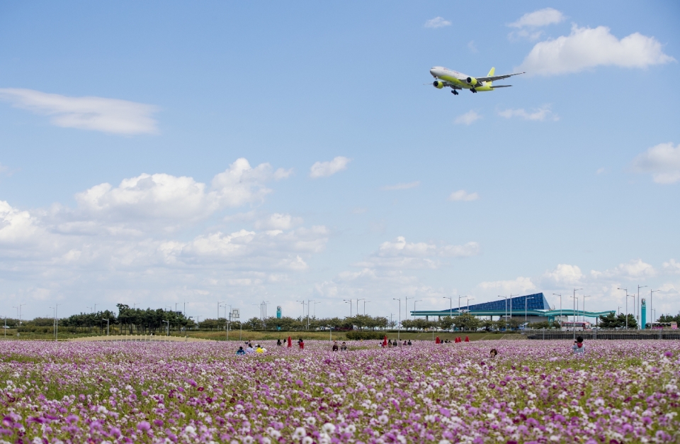 인천공항, 하늘정원 코스모스꽃밭 조성