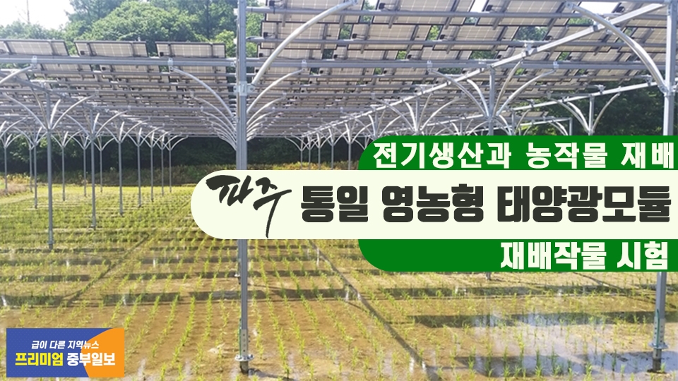 [e파주소식] 전기생산과 농작물 재배…파주시, 영농형 태양광 재배작물시험 착수