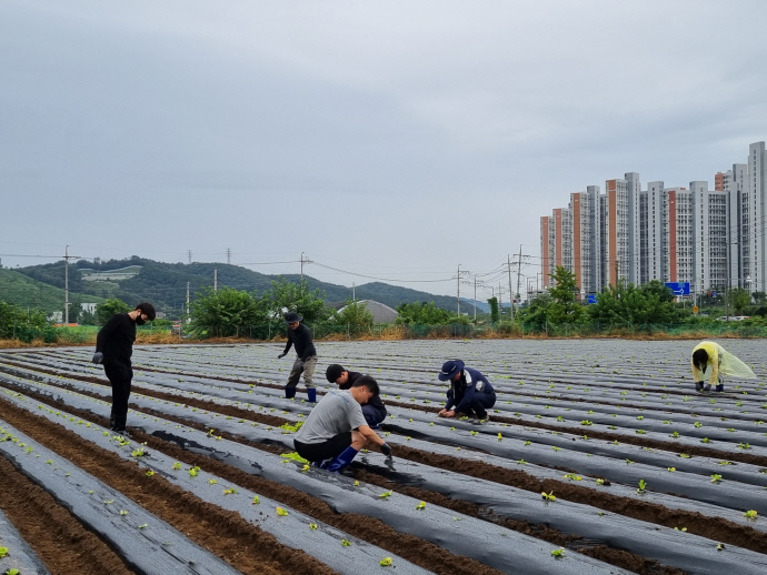 용인도시공사, 악천후 피해 배추농가 찾아 도움의 손길