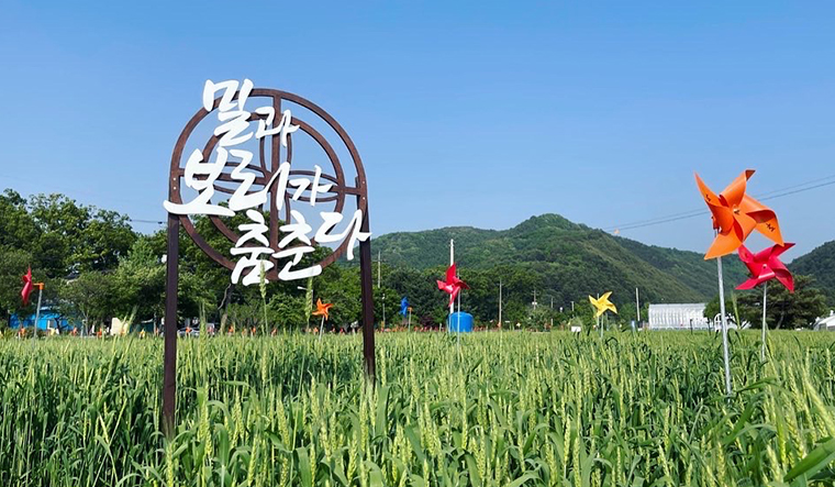 양평군, 제1회 우리밀 문화행사 개최… 밀밭에서 사진 찍고 우리밀도 맛보자