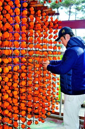 감 고을 영동 곶감 풍년