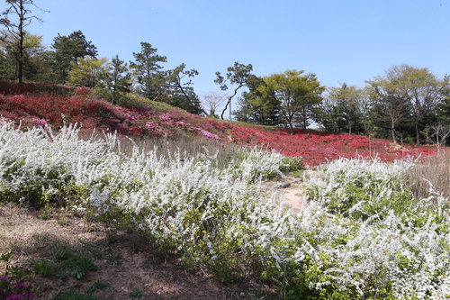 아산 영인산 수목원, 상춘객들로 북적