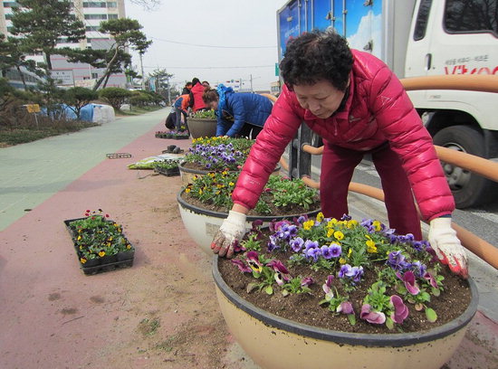 세종시~청주간 36번 국도에 봄꽃 심었어요