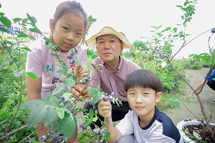 천안 북면 유영농원, 블루베리 일반에 무료 채취 개방