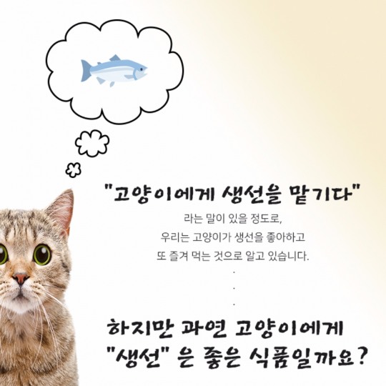 [카드뉴스]고양이와 생선의 궁합은 정말 좋을까?