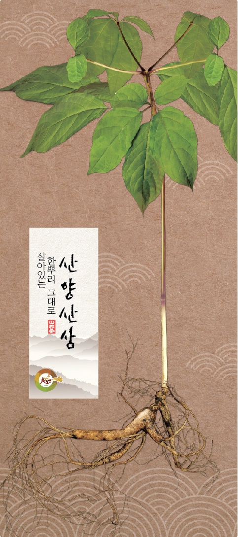 광주산양산삼육성사업단 살아있는 한뿌리 그대로 산양산삼 하반기 공급