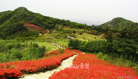 아산시 영인산수목원, 철쭉 등 봄꽃 만개