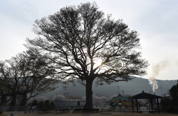 [나무, 천년의 세월을 담다④] 역사의 소용돌이 속에 살아남은 목천읍 서리 느티나무