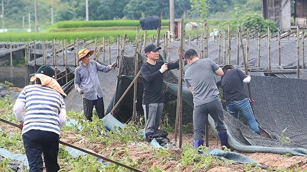 충남도의회, 금산군 인삼밭서 복구 작업 펼쳐