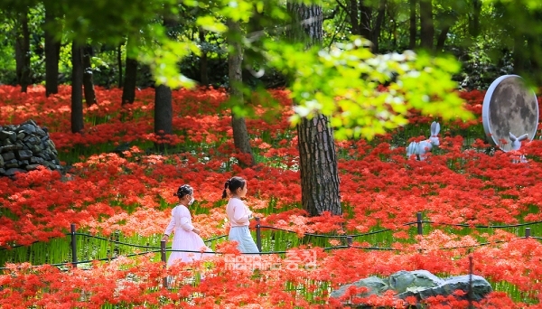 보령 성주산자연휴양림 꽃무릇 만개