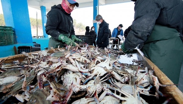 꽃게가 돌아왔다…태안 채석포항 하루 700kg 출하