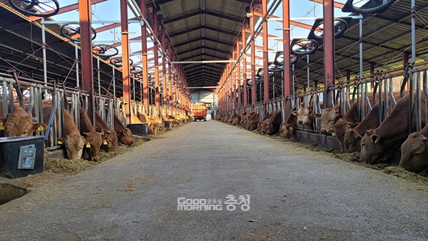 홍성군, 한우 농가 경영안정에 15억 투입