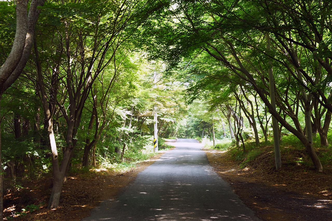 [충남의 아름다운 둘레길] 사랑나무 따라 연인과 걷기 좋은 길