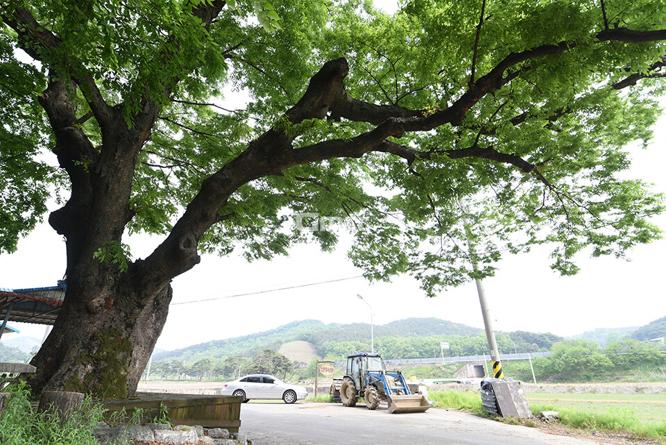 [나무, 천년의 세월을 담다 300] 절반…청양군 청양읍 장승1리 느티나무