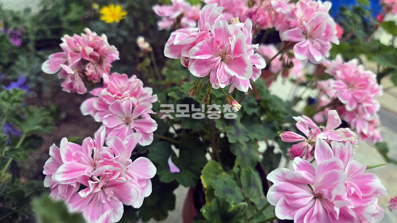 [포토뉴스] 국립 세종수목원에서 봄의 전령 제라늄 만나봐요