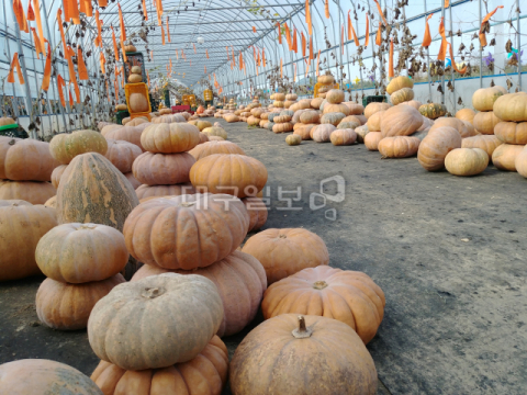 경북애 그린키농원…여기가 바로 호박체험 맛집 호박, 어디까지 즐겨봤니?